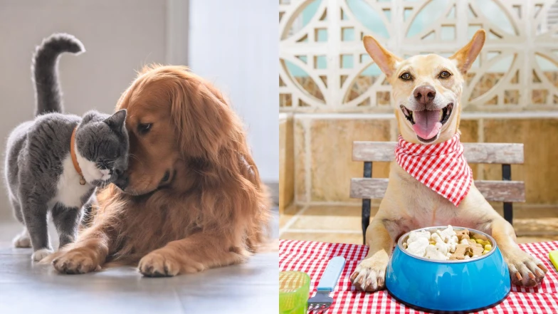 主人別再亂餵牠！11種常見犬貓「禁忌食物清單」一次告訴你