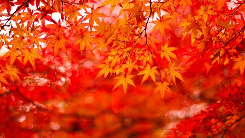 2025日本賞楓／銀杏預測：第二波紅葉時間表公開！東京、大阪最佳觀賞日出爐