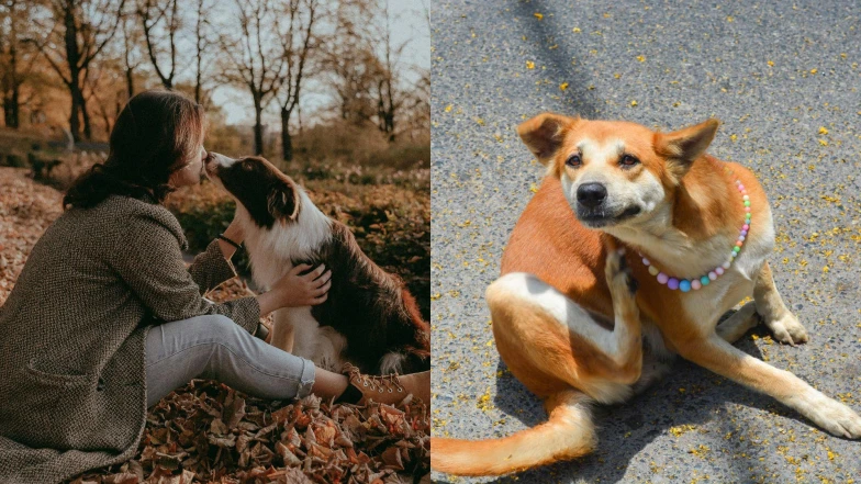 入秋毛孩皮膚敏感期來襲！換季保養重點一次看，教你有效預防毛孩皮膚病