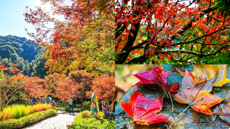 2025台灣賞楓全攻略！北中南東熱門賞楓地圖、最佳觀賞時間與交通方式一次看