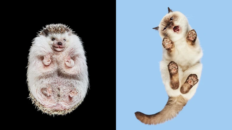 下往上拍是死亡角度？攝影師花10年拍出「動物另一面」超可愛爆紅：「我們只看見了最熟悉且平凡的角度。」