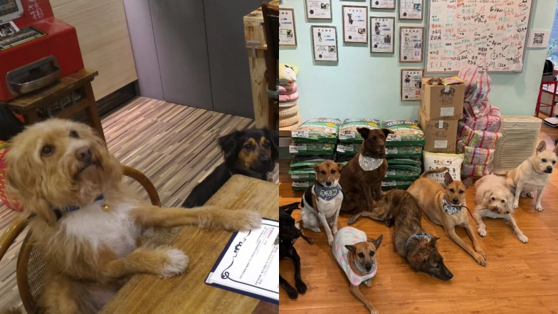 浪浪化身專業店員！台中「攜旺cafe」導盲犬訓練師打造暖心咖啡廳，狗派不能錯過