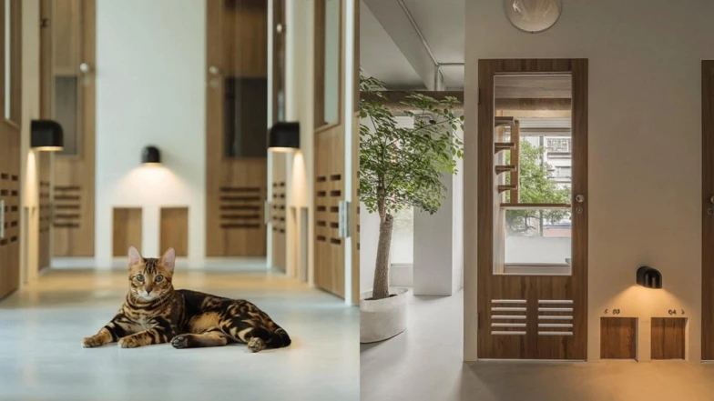 為什麼現在，我們需要一間「從貓出發」的旅館？當得獎設計遇見溫柔照護，「愛貓成癮貓旅館 CAT HOTEL &amp; CAFE」為貓打造真正的度假日常