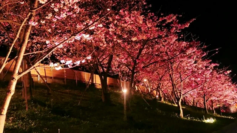 台北最美夜間盛會！2026內湖夜櫻季3大亮點：3公里粉紅步道、永續裝置藝術及開幕市集音樂會懶人包
