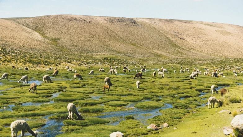 把秘魯搬到新加坡！Belmond 攜手鄔建安亮相藝博會，用500種筆觸拼貼出慢奢華的靈魂