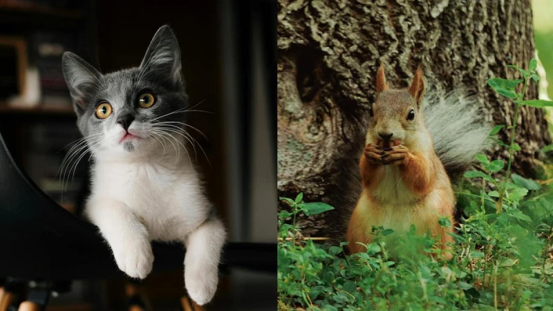 心理測驗|可愛到像小動物?一題秒測 你的內在動物性格大公開