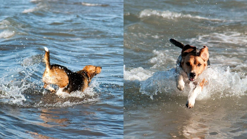 夏天帶狗狗出游玩水一定要注意!若出現以下症狀可能是「海水中毒」