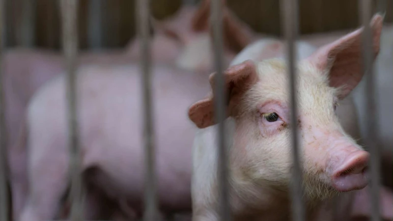 非洲豬瘟吃了會怎樣?症狀是什麼?傳染途徑QA一次看