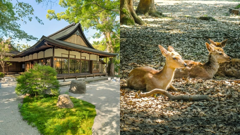 奈良不只有鹿公園!日本第一古都推薦玩法,跟著內行人細品奈良慢旅之美