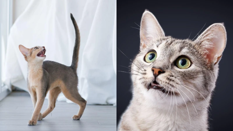 貓半夜不讓你睡？行為專家教你6個方法，讓人貓都能睡好覺