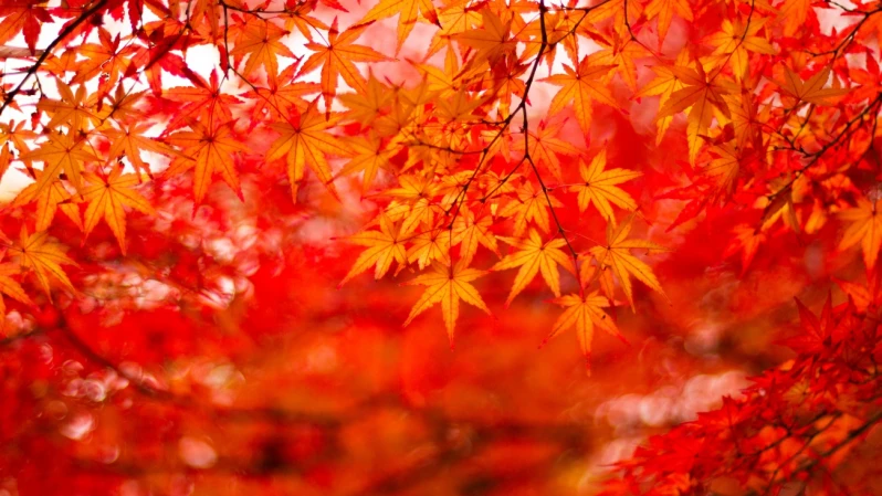 2025日本賞楓／銀杏預測：第二波紅葉時間表公開！東京、大阪最佳觀賞日出爐