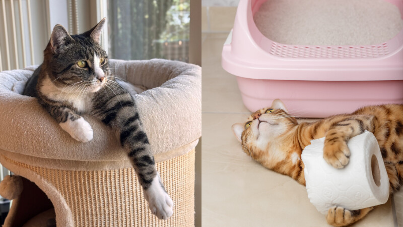 【毛孩研究室】貓咪為什麼會亂尿？6 大常見原因與實際改善方向一次看懂