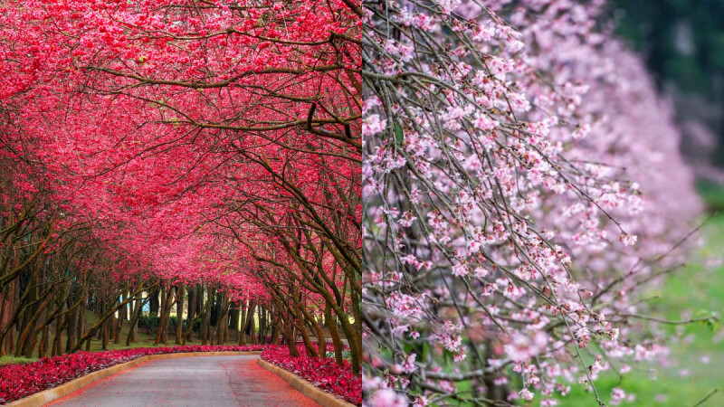 2026九族櫻花祭全攻略｜40週年限定盛典、5000棵櫻花花期、夜櫻燈光秀時間、交通門票資訊總整理