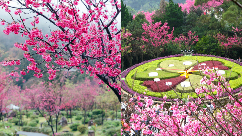 2026陽明山花季攻略｜5大櫻花花期、交通接駁、6大系列活動全集，週末賞櫻小旅行必看