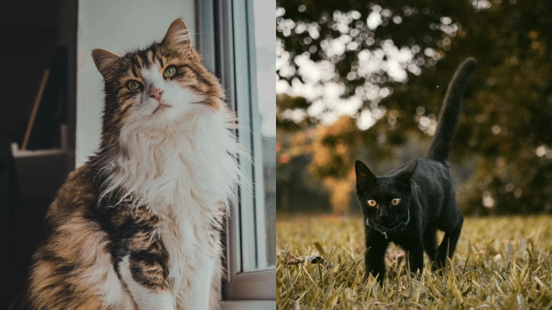 【毛孩研究室】貓咪情緒怎麼看？必學表情與肢體語言判讀技巧（附圖解）