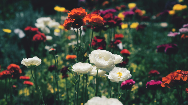 新年關係指南｜蘇絢慧心理師：過年常見的人際問題，如何擺脫限制信念並重建安全感？