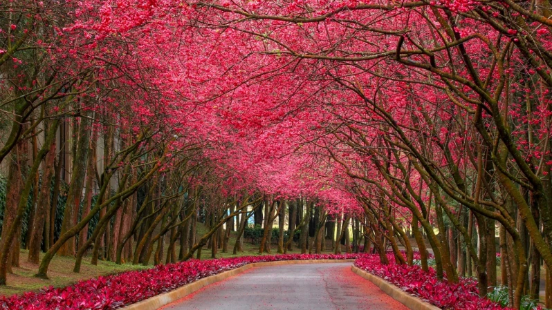 2026台灣櫻花季全攻略｜北中南東15個賞櫻景點，花期、交通管制、住宿推薦一次打包