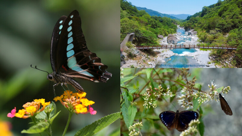台灣賞蝶精選5景點！看完《後宮甄嬛傳》蝴蝶計復寵名場面，走進最夢幻浪漫的蝶舞翩翩