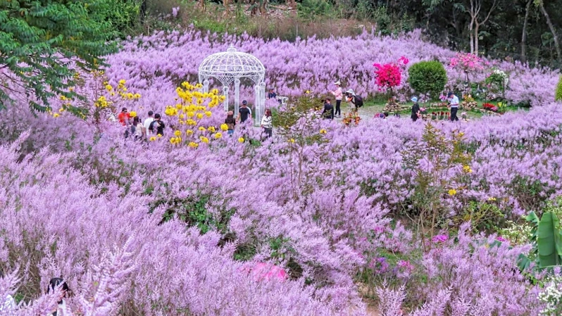 全台最大8000坪毛茸茸粉紫花海！南投夢幻秘境進入最美賞花期，每年只開放一個月